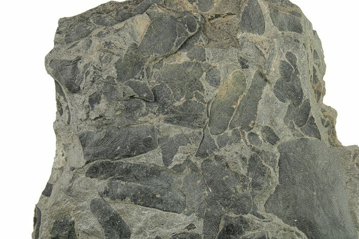 Pennsylvanian Fossil Fern (Neuropteris) Plate - Kentucky #258816